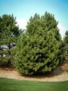 Сосна Чёрная (Pinus Nigra) купить по цене от 270.00р. в интернет-магазине «Посадика» с доставкой почтой в в Волгодонске и по всей России – [изображение №1].