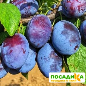 Слива Чачакская ранняя купить по цене от 229.00р. в интернет-магазине «Посадика» с доставкой почтой в в Волгодонске и по всей России – [изображение №1].