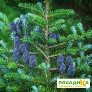 Пихта корейская (Abies koreana) купить по цене от 450.00р. в интернет-магазине «Посадика» с доставкой почтой в в Волгодонске и по всей России – [изображение №1].