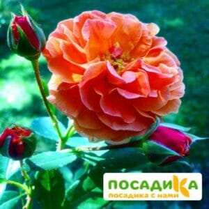 Роза Арабия купить по цене от 350.00р. в интернет-магазине «Посадика» с доставкой почтой в в Волгодонске и по всей России – [изображение №1].