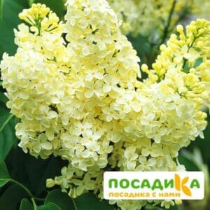 Сирень Примроуз (Primrose) купить по цене от 529.00р. в интернет-магазине «Посадика» с доставкой почтой в в Волгодонске и по всей России – [изображение №1].