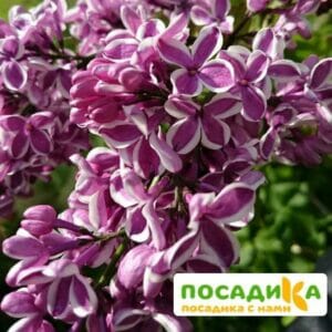 Сирень Сенсация купить по цене от 529.00р. в интернет-магазине «Посадика» с доставкой почтой в в Волгодонске и по всей России – [изображение №1].