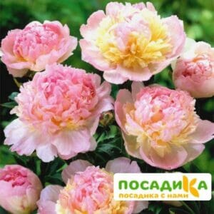 Пион Распберри Сандей (Paeonia Raspberry Sundae) купить по цене от 959р. в интернет-магазине «Посадика» с доставкой почтой в в Волгодонске и по всей России – [изображение №1].