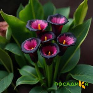 Калла Аура Лейс купить по цене от 400р. в интернет-магазине «Посадика» с доставкой почтой в в Волгодонске и по всей России – [изображение №1].
