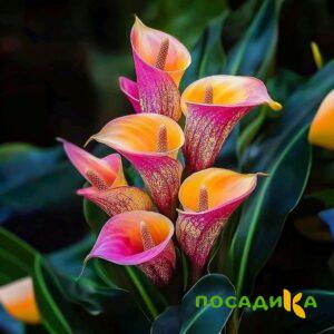 Калла Оникс купить по цене от 450р. в интернет-магазине «Посадика» с доставкой почтой в в Волгодонске и по всей России – [изображение №1].