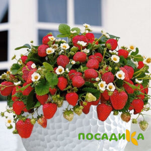 Клубника Рубиновый Шепот (горшечная) купить по цене от 240р. в интернет-магазине «Посадика» с доставкой почтой в в Волгодонске и по всей России – [изображение №1].