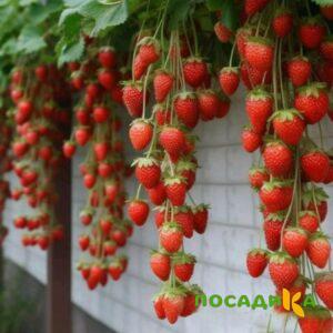 Клубника вьющаяся Комплимент купить по цене от 470р. в интернет-магазине «Посадика» с доставкой почтой в в Волгодонске и по всей России – [изображение №1].