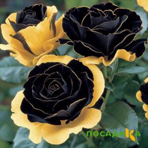 Роза Ханни Сикл купить по цене от 700р. в интернет-магазине «Посадика» с доставкой почтой в в Волгодонске и по всей России – [изображение №1].