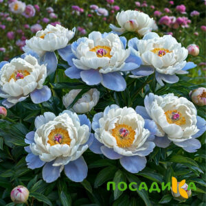 Пион акварельный Этюд купить по цене от 806р. в интернет-магазине «Посадика» с доставкой почтой в в Волгодонске и по всей России – [изображение №1].