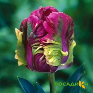 Тюльпан Экзотик Хэвен купить по цене от 186р. в интернет-магазине «Посадика» с доставкой почтой в в Волгодонске и по всей России – [изображение №1].